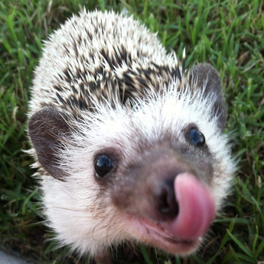 Усы у ежика