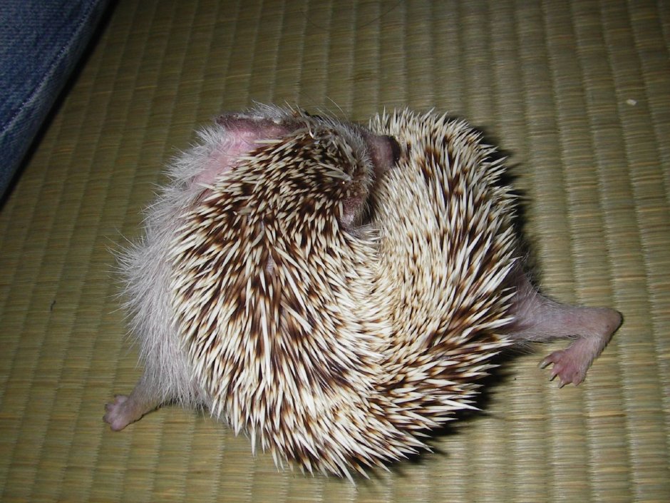 Хвостик ежика