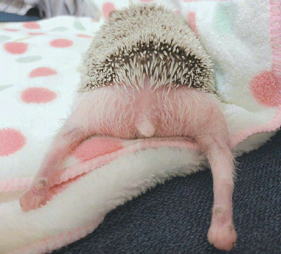 Попка ежика