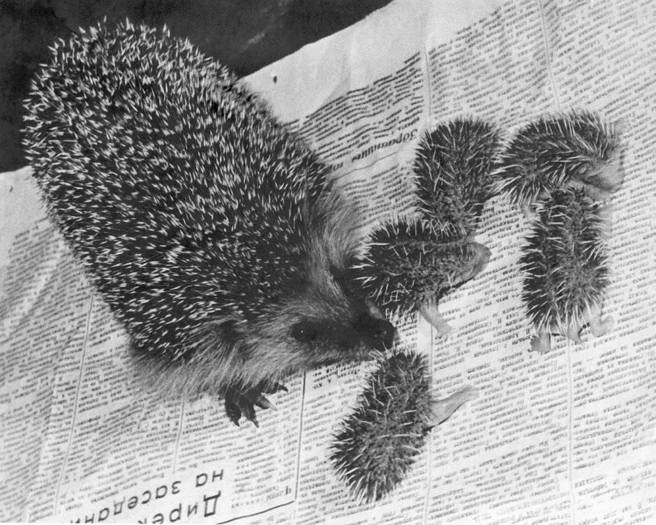 У ежика есть хвост