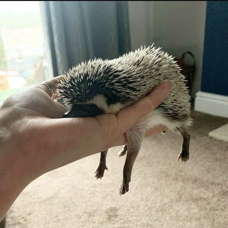 Бритый Ежик