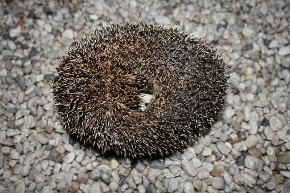 Хвост ежа