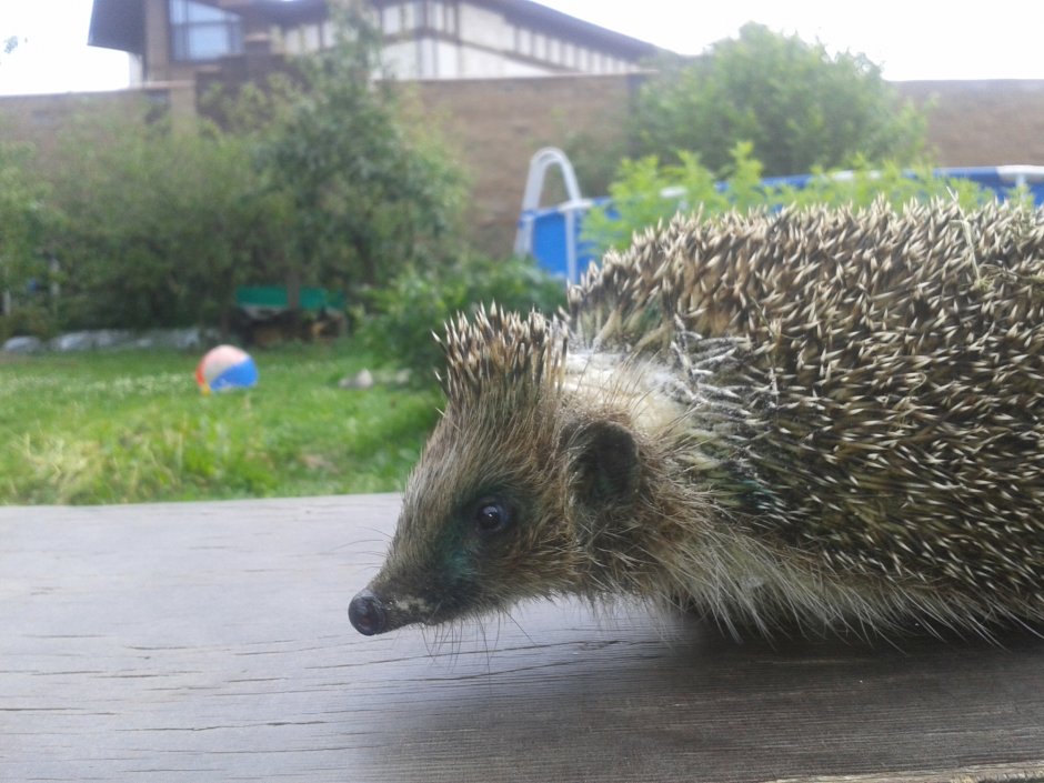 Хвостик ежика