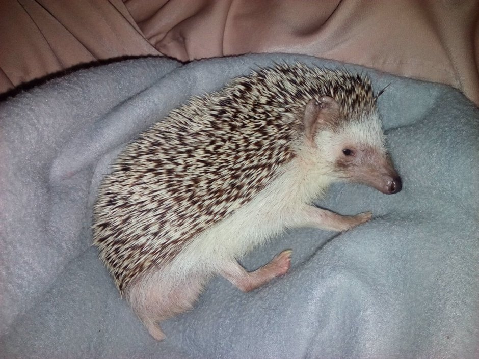 У ежей есть хвост