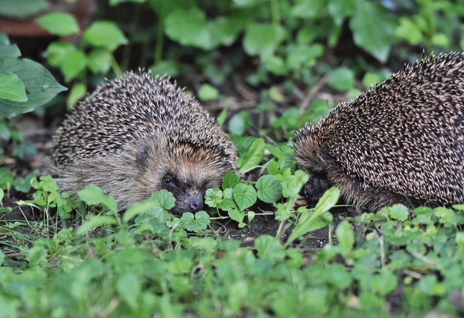 Еж млекопитающее