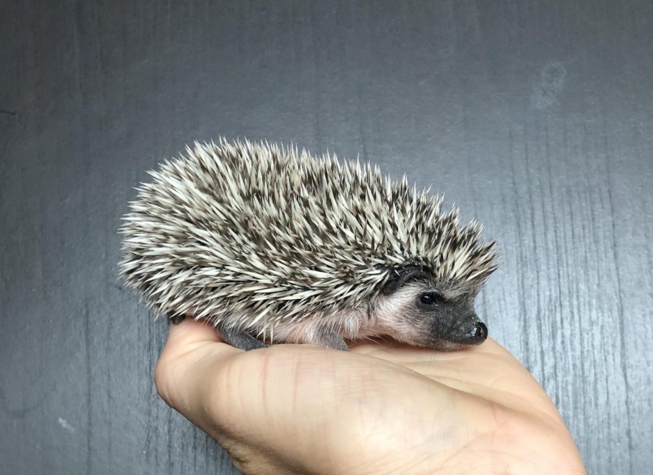 Африканский еж Снежинка