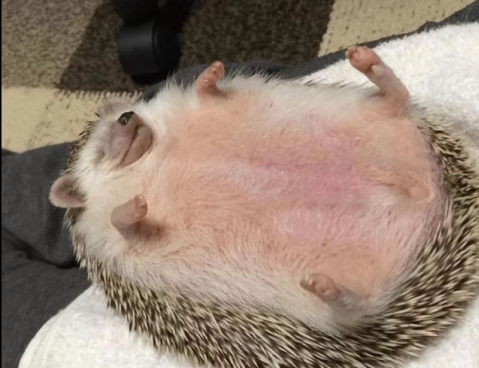 Пухлый Ежик