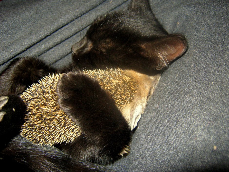 Котенок обнимает ежика