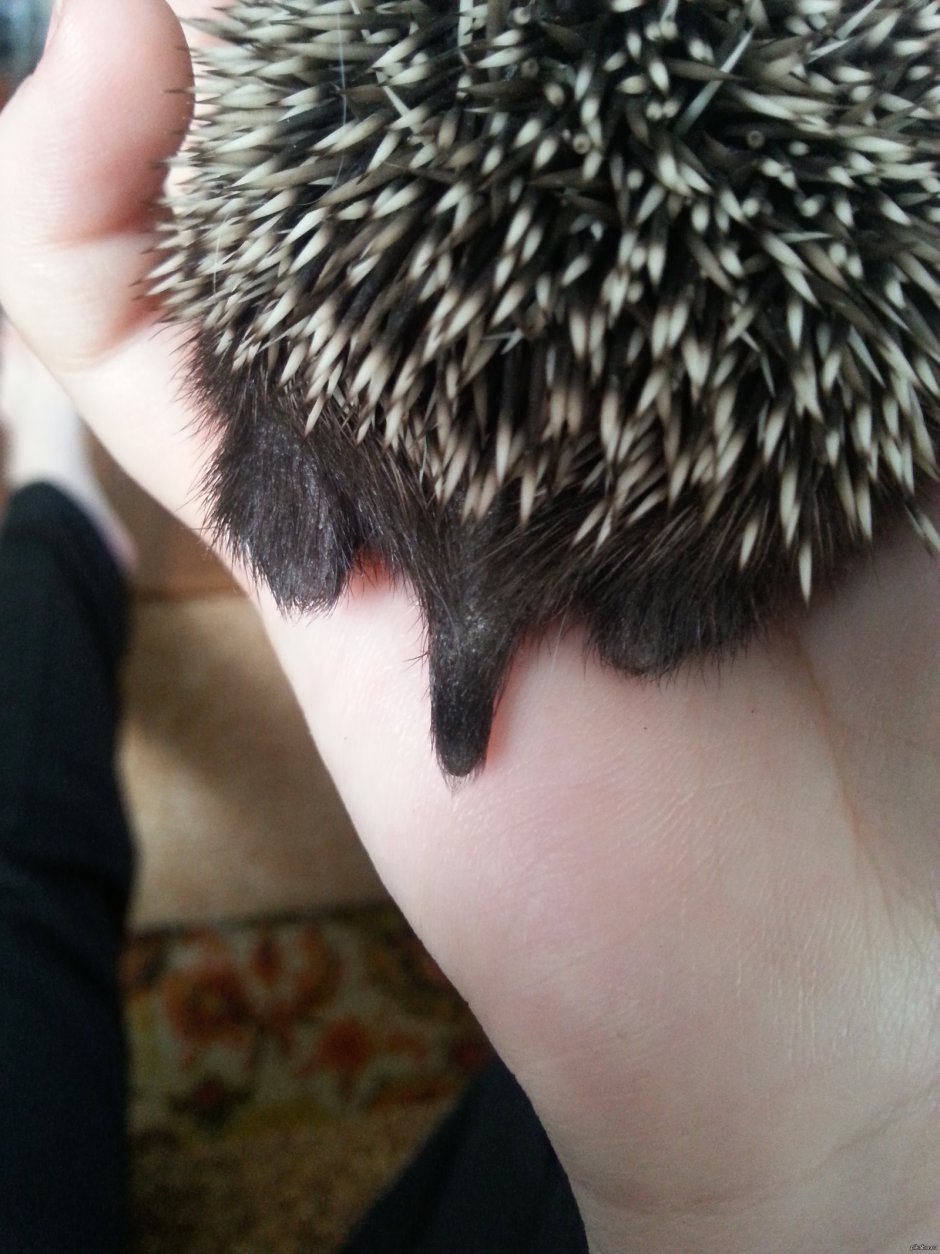 У ежей есть хвост