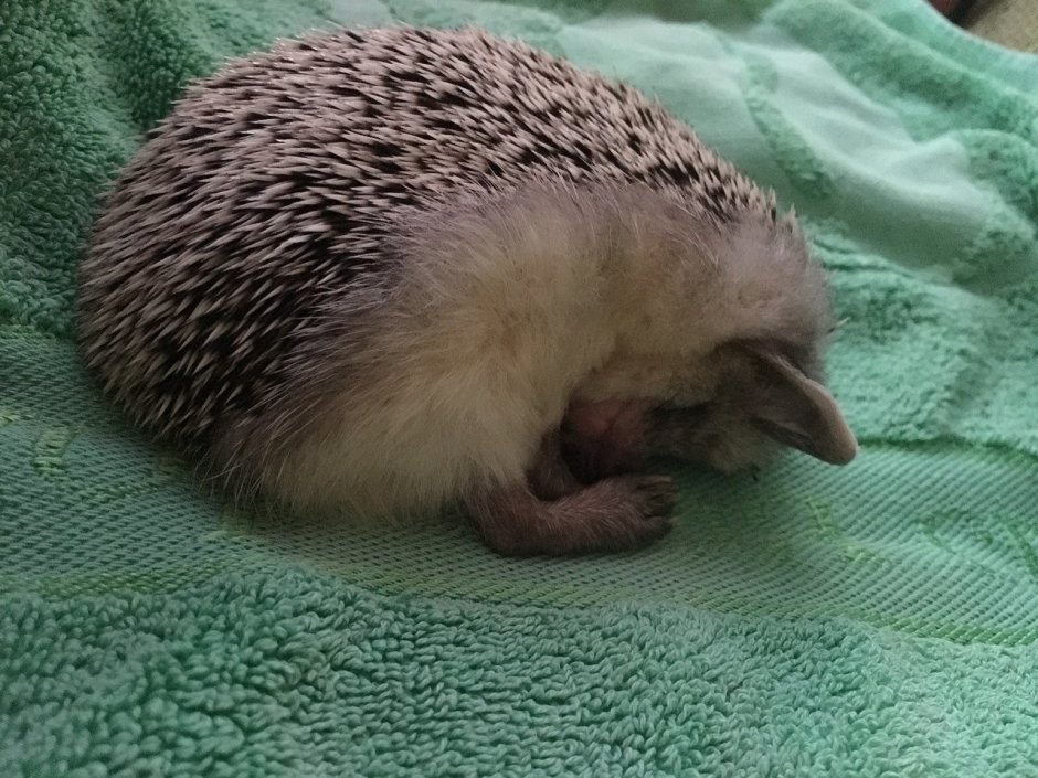 Еж спит