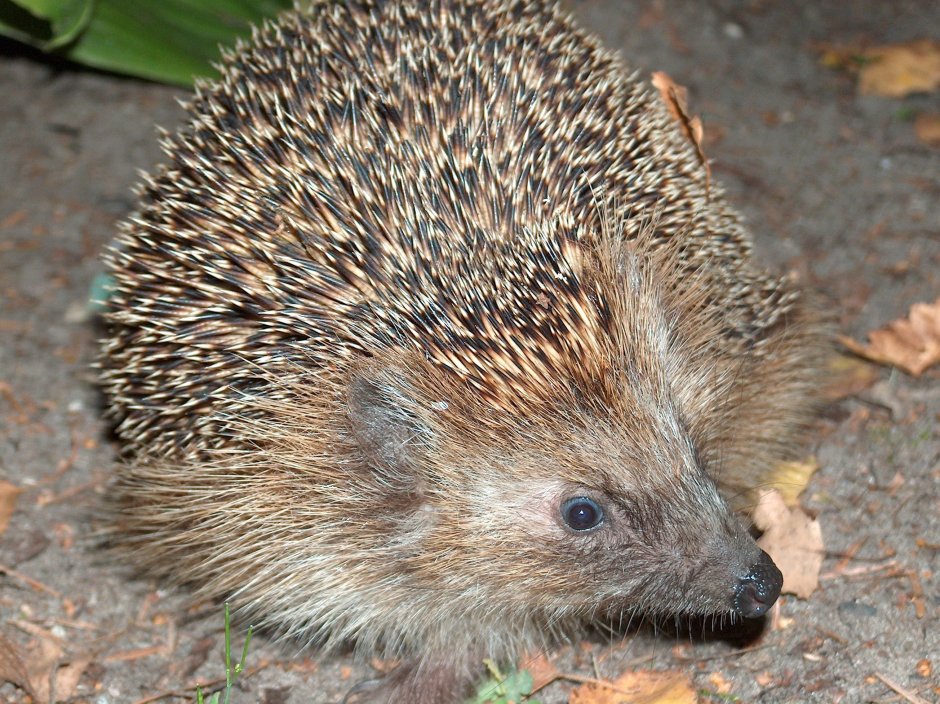 Хвостатый ёж