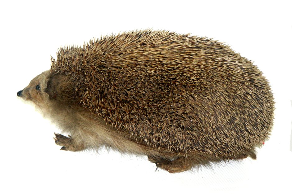 Еж обыкновенный на белом фоне