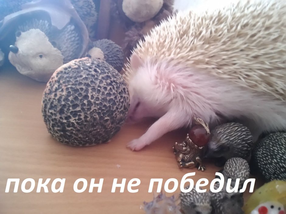 Хвост ежика