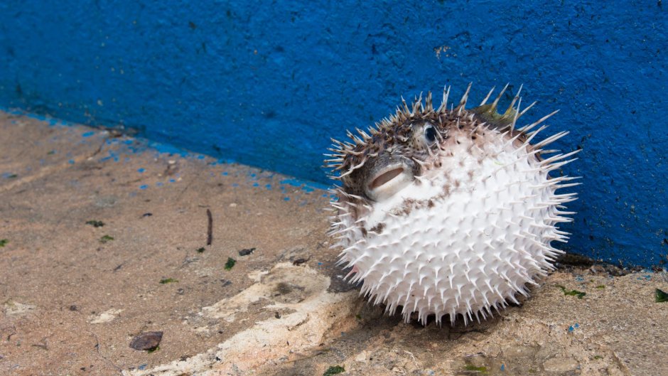 Рыба еж картинки для детей