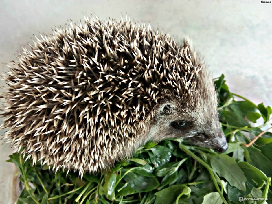 Блинский ёж