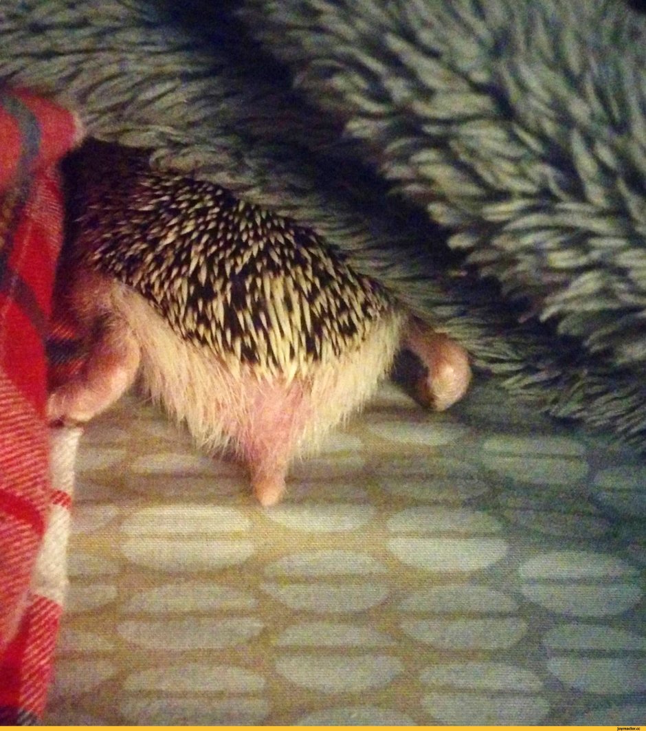 Как выглядит жопка ежика