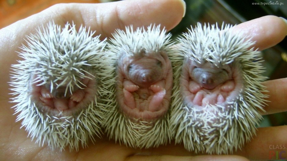Ёжики маленькие родившиеся