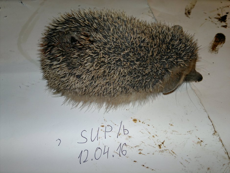 Хвостик ежика