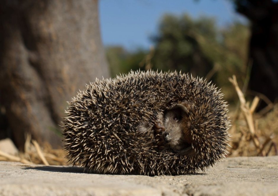 Хвостик ежика