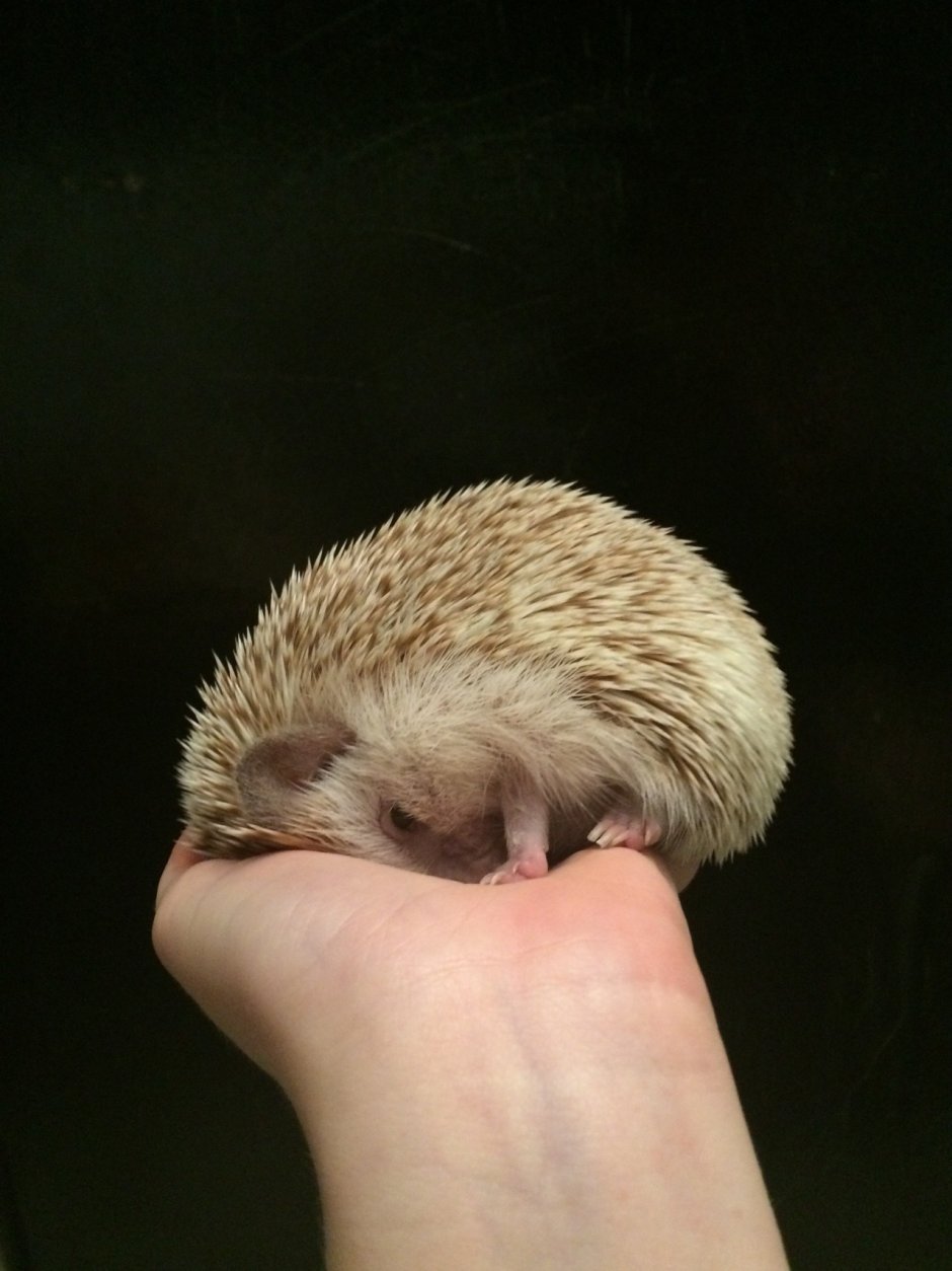 Ежик хищник