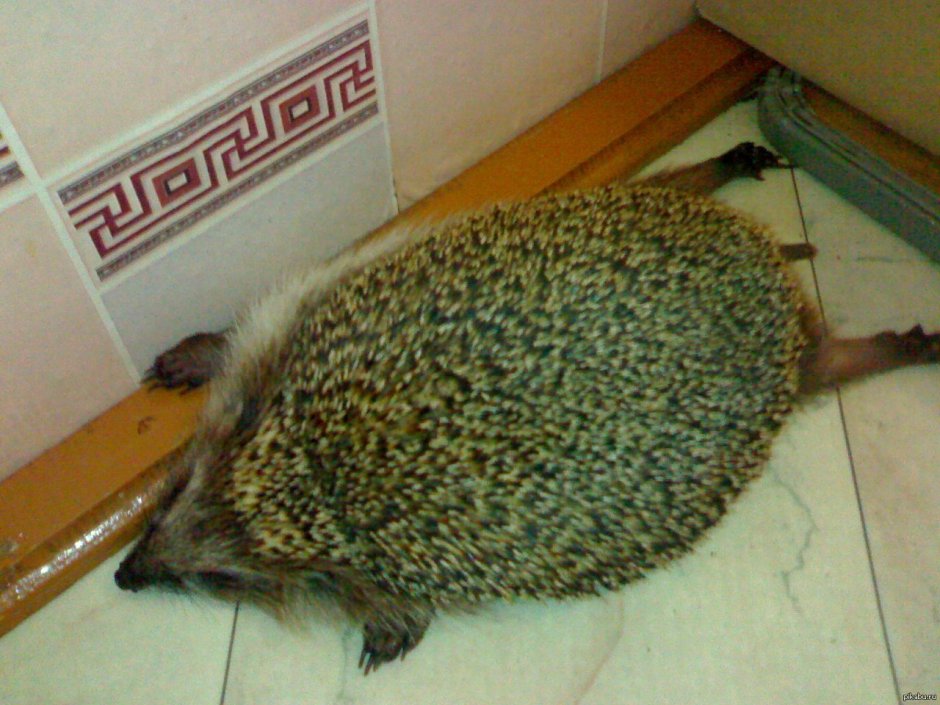 Хвостик ежика