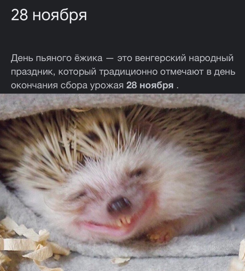 Мемы с ежиком