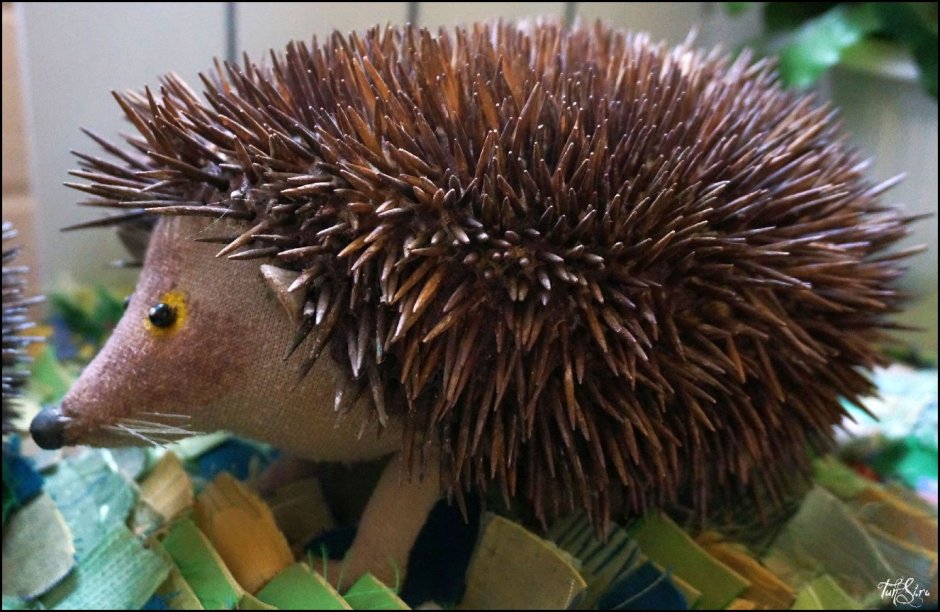 У ежа есть хвост