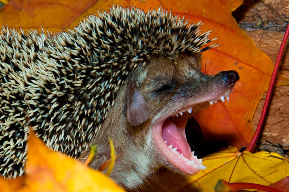 Ежик зевает