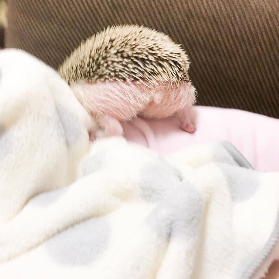 Ягодицы ежика