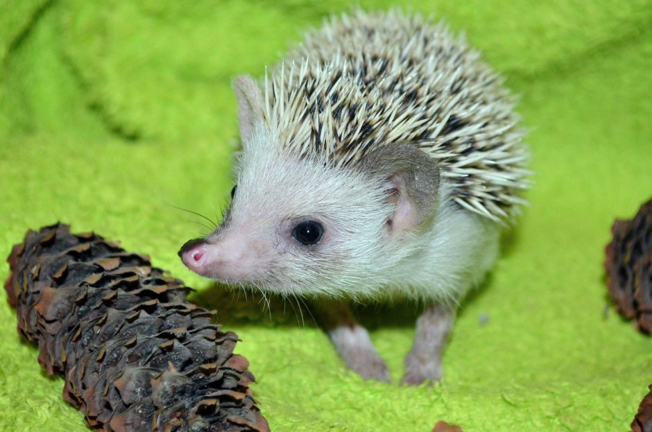 Мадагаскарский карликовый еж