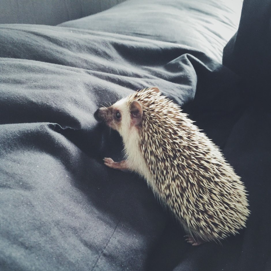 Хвост ежа фото