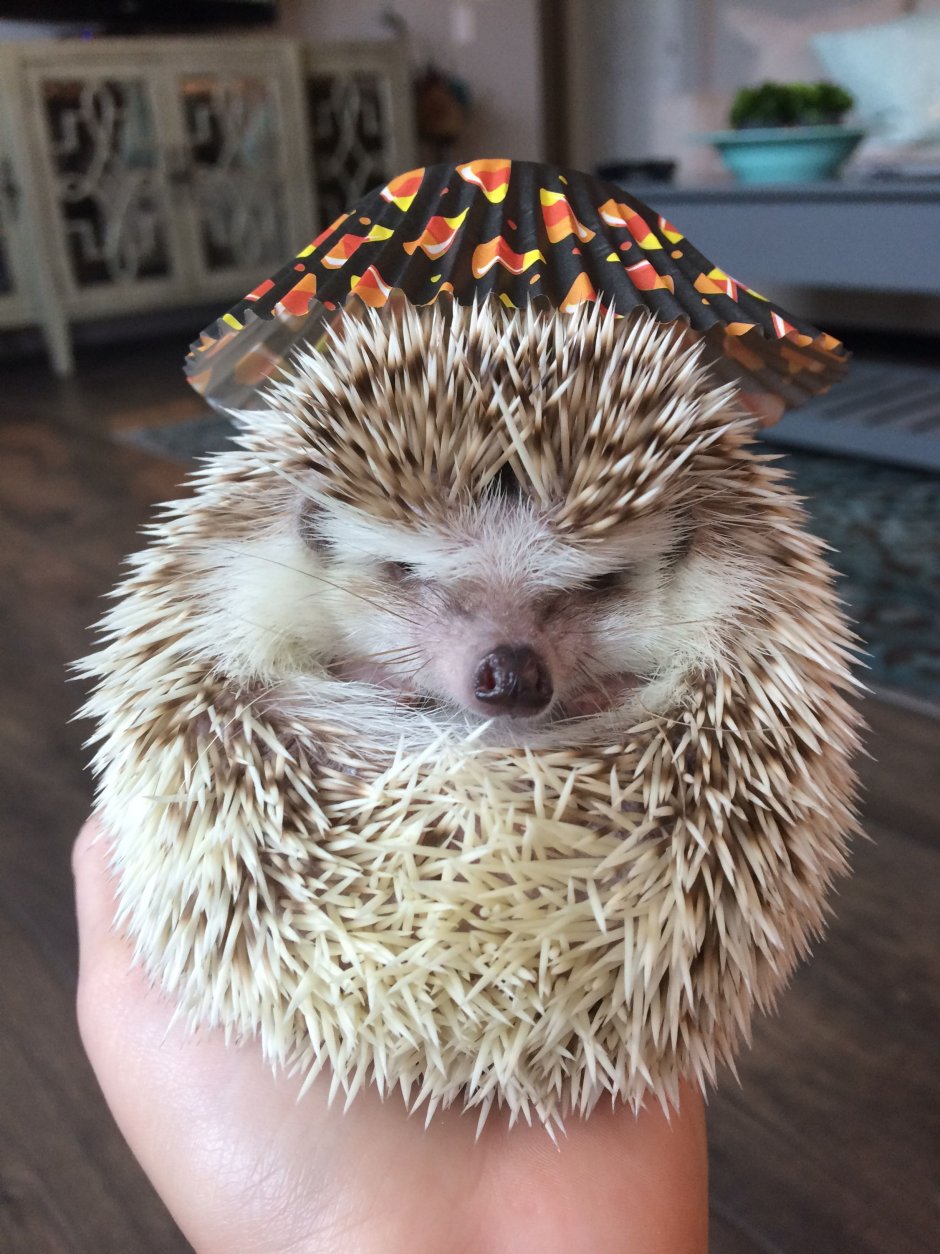 Хвостик ежика