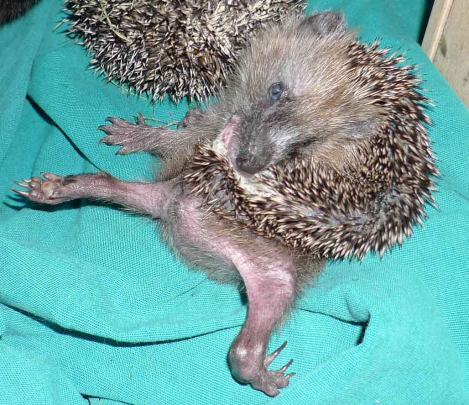 Ножки ежика