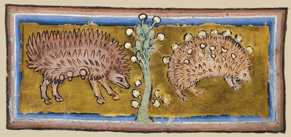 Средневековый Бестиарий Ёжик