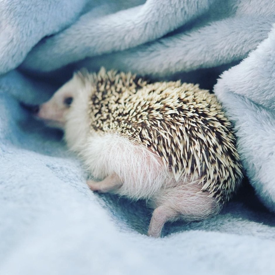 Хвостик ежика