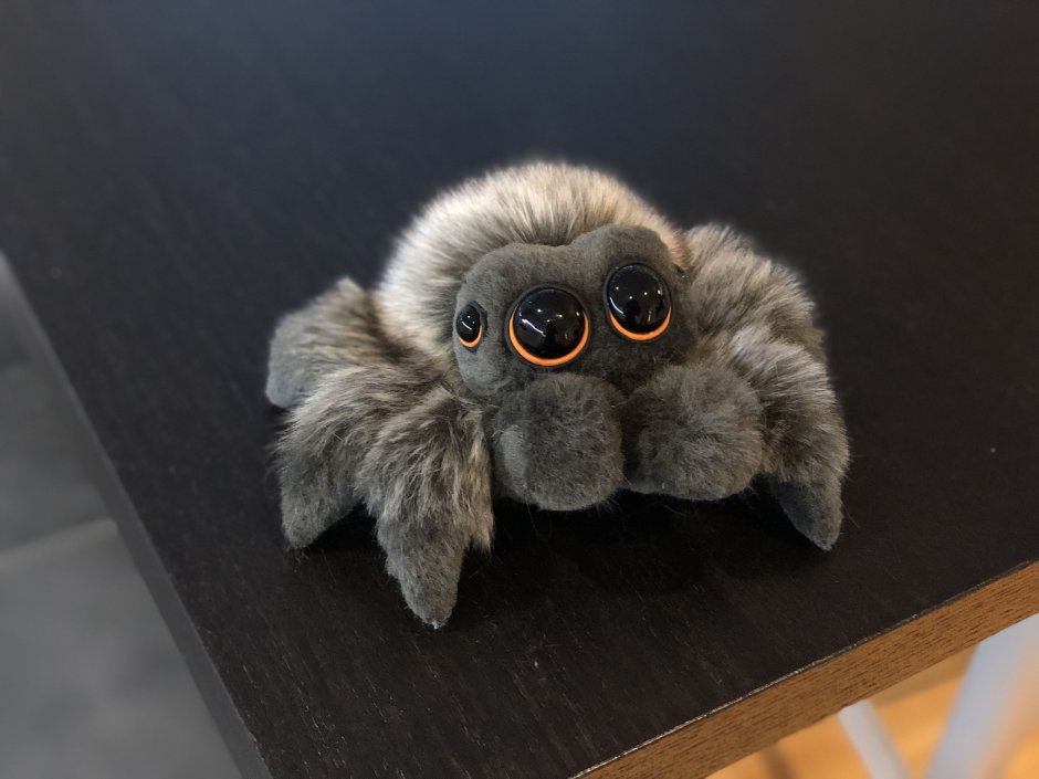 Паук Ткач троглодит