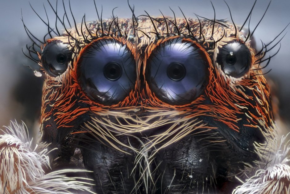 Паук Королевский Phidippus Regius