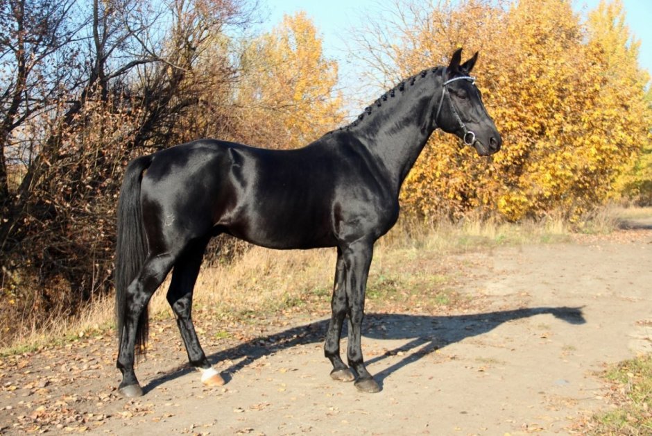 Орловский рысак Ворошилов