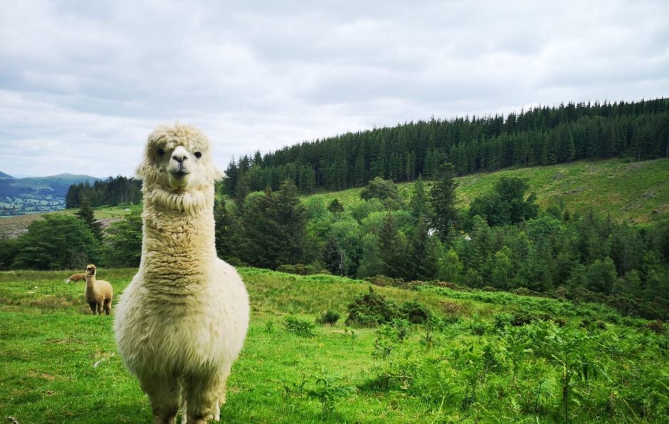 Альпака Швейцария