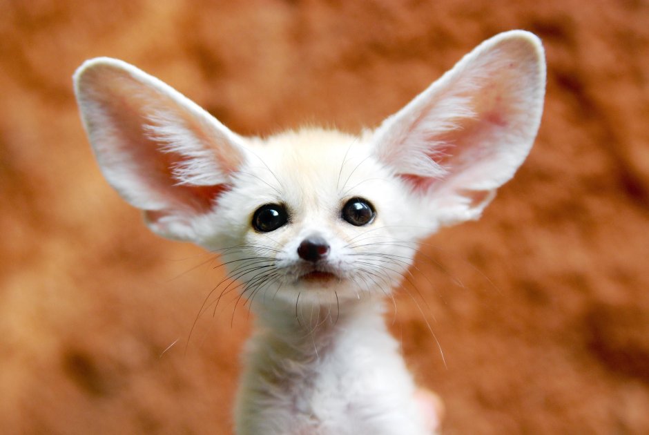 Fennec Shand