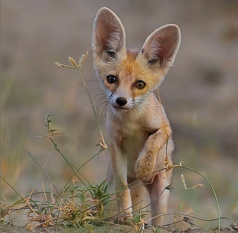 Африканская лисица Vulpes pallida