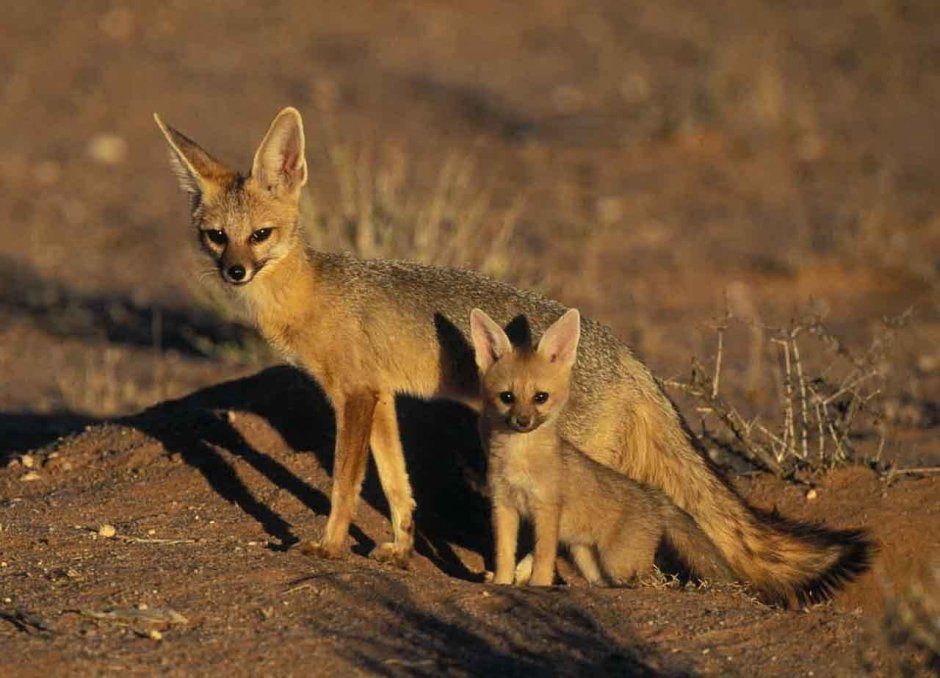 Корсак-семейство Лисьих