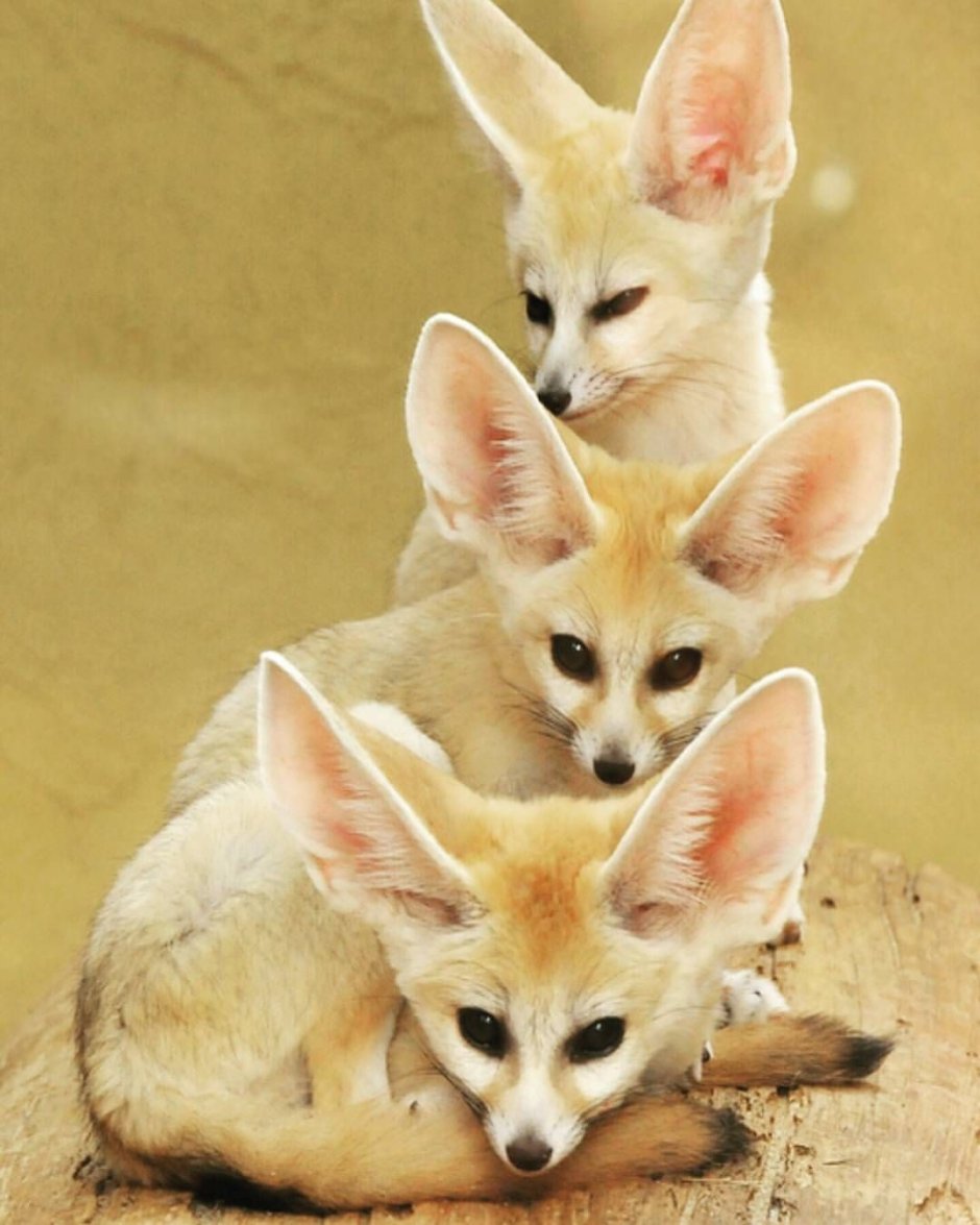Корсак Фокс