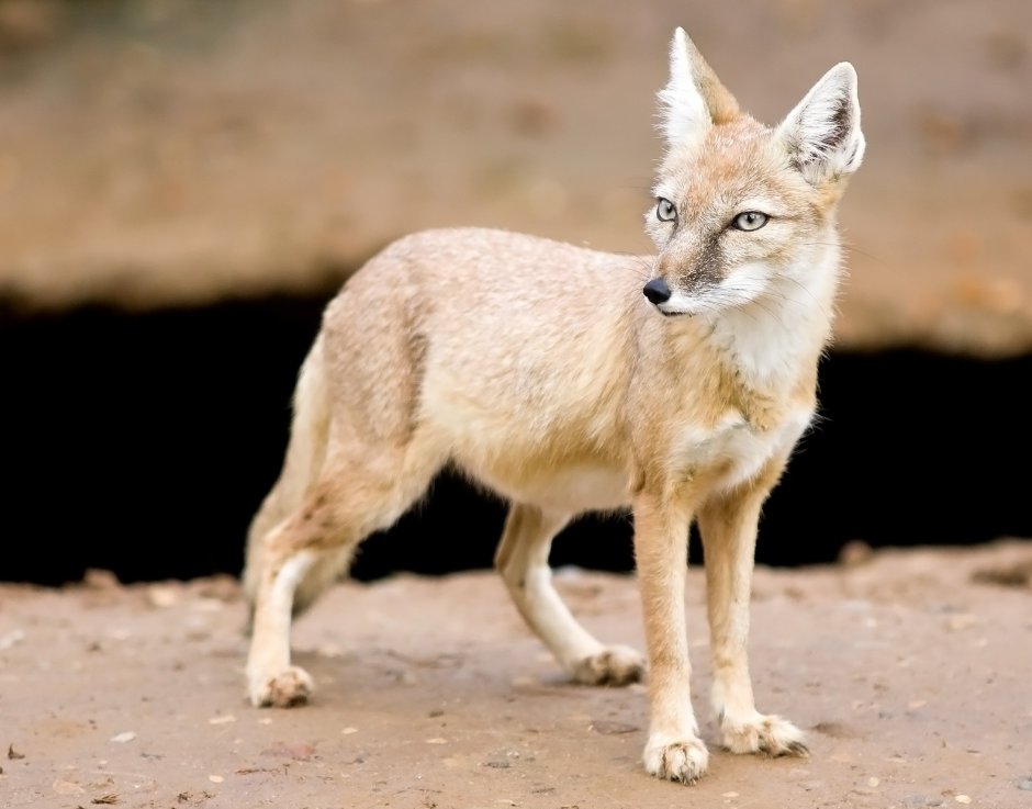 Африканская лисица Vulpes pallida