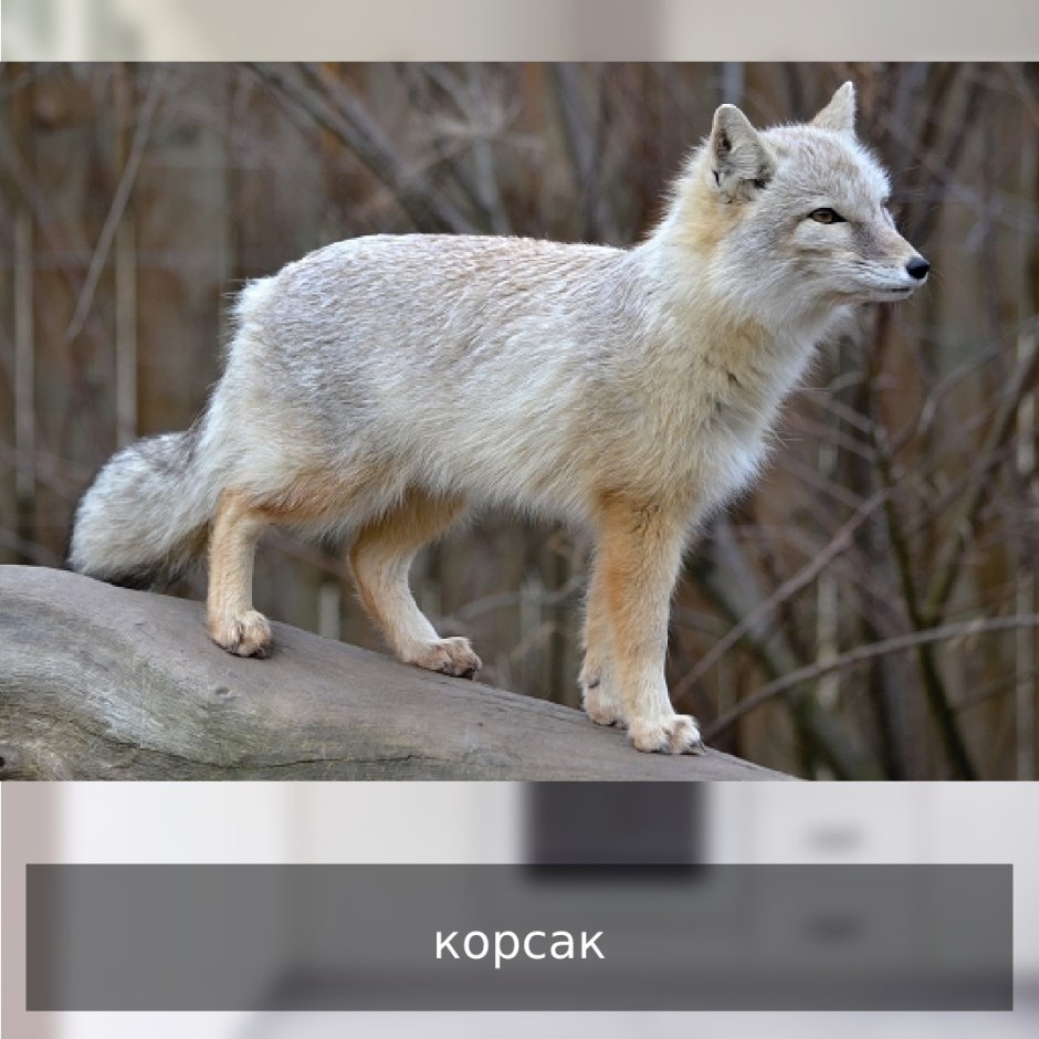Лисица Калмыкия