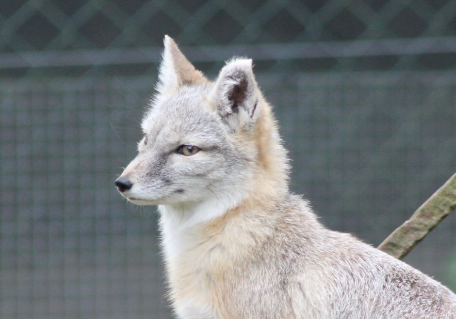 Дохлый Fennec Fox
