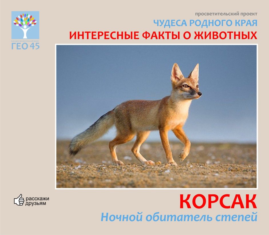Канис ЛАТРАНС