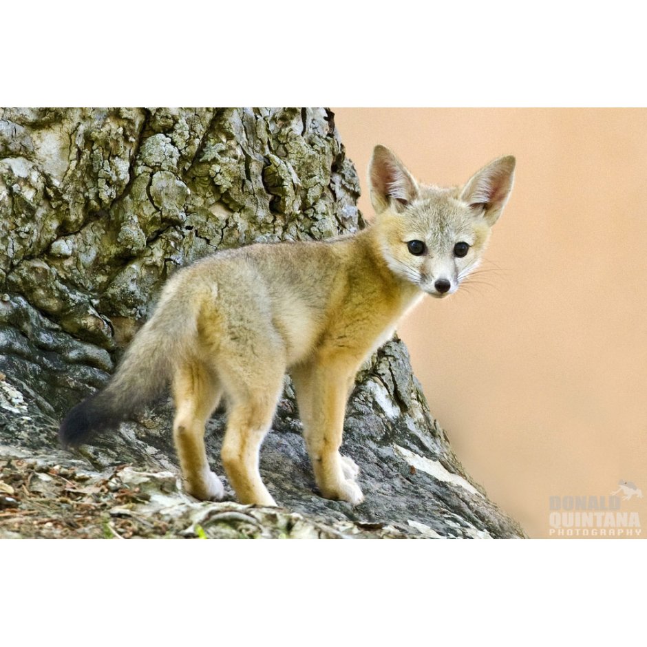 Корсак полевой