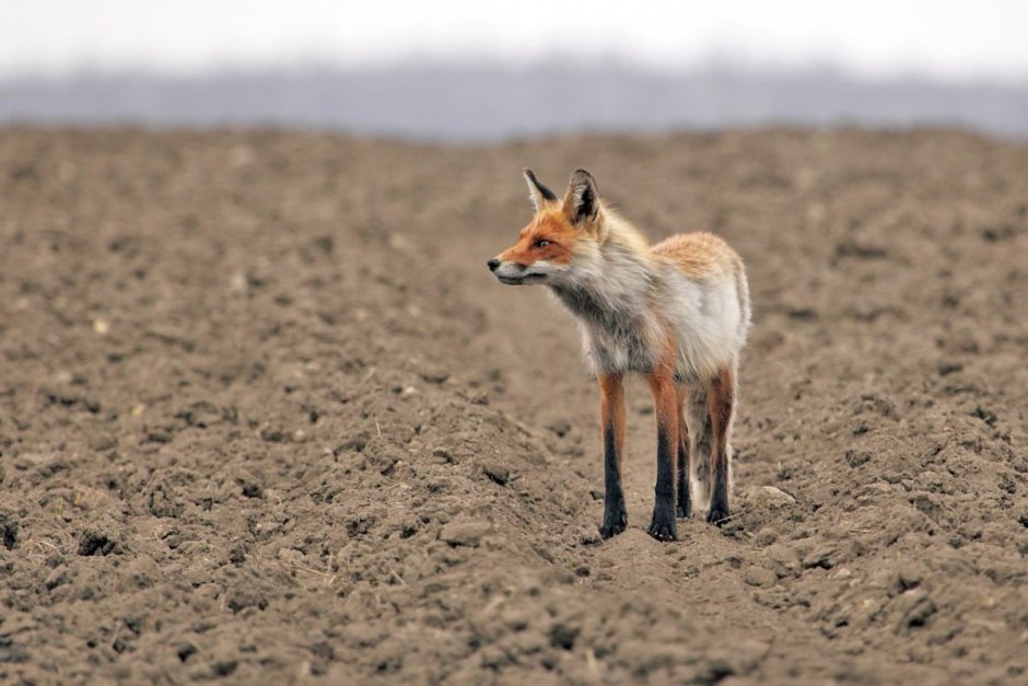 Корсак рыжий