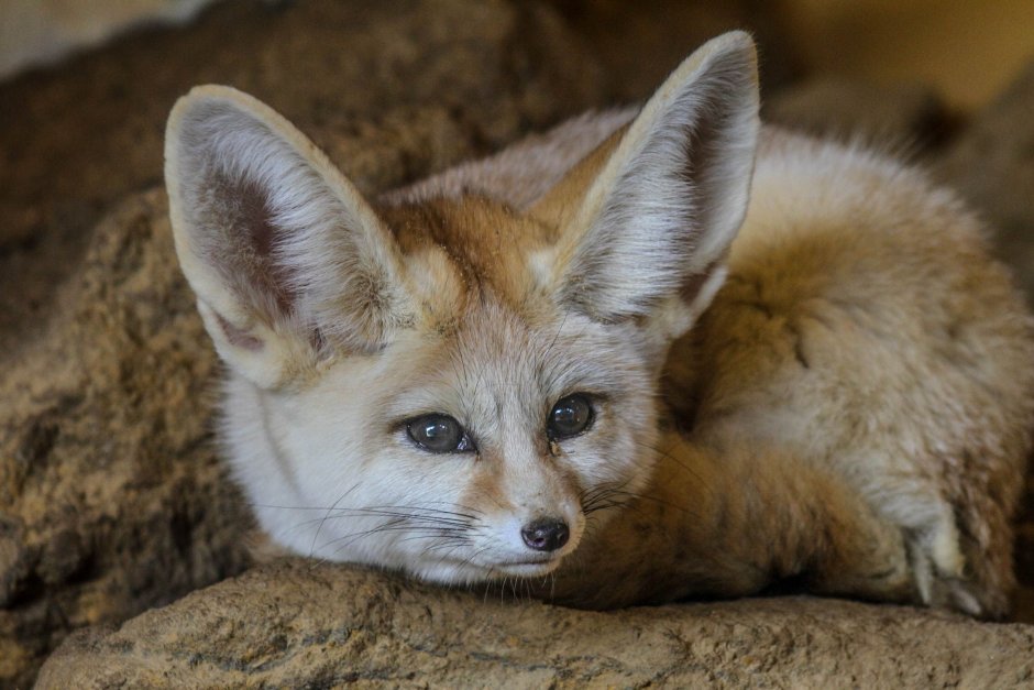 Корсак, или Степная лисица (лат. Vulpes corsac)